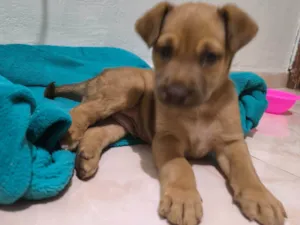 Cachorro raça SRD-ViraLata idade 2 a 6 meses nome Biscoito 