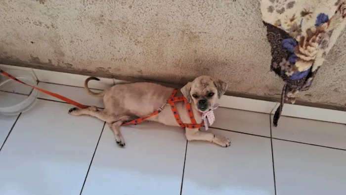 Cachorro ra a Shitzu idade 2 anos nome Belinha