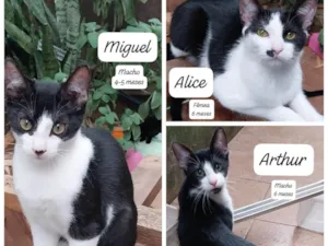 Gato raça SRD-ViraLata idade 2 a 6 meses nome Arthur, Alice e Miguel 