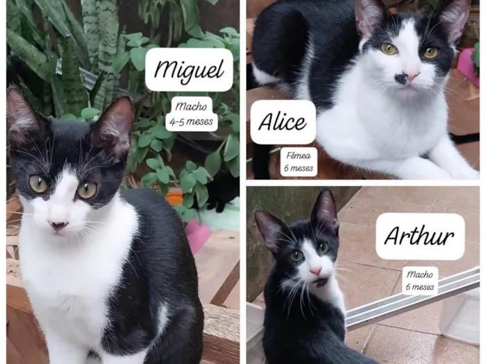 Gato ra a SRD-ViraLata idade 2 a 6 meses nome Arthur, Alice e Miguel 