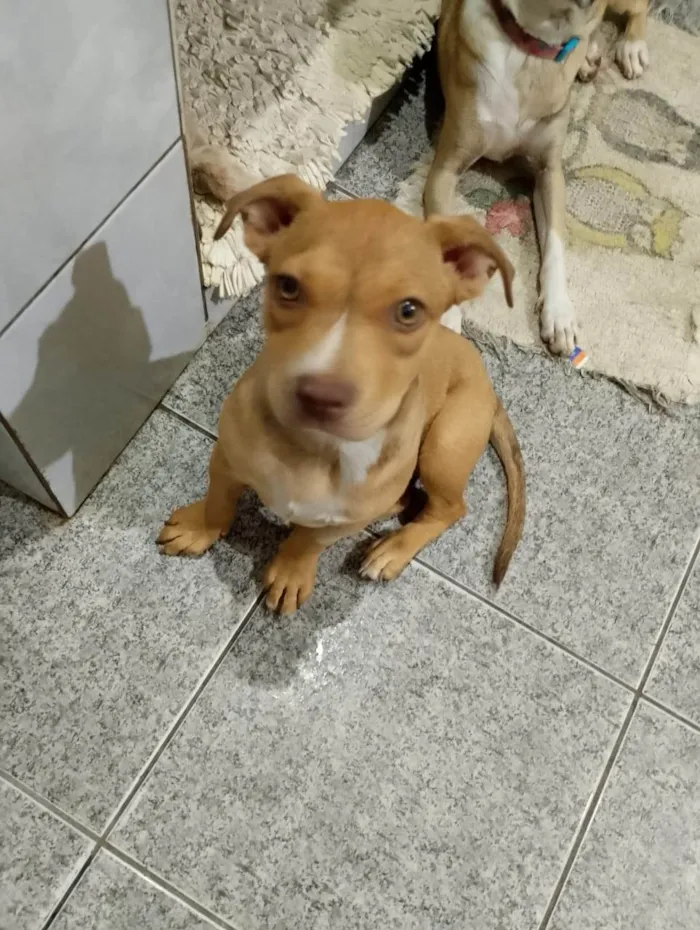 Cachorro ra a SRD-ViraLata idade 2 a 6 meses nome Pitty 