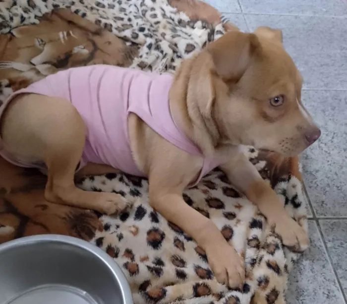 Cachorro ra a SRD-ViraLata idade 2 a 6 meses nome Pitty 