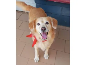 Cachorro raça SRD-ViraLata idade 1 ano nome Valente 