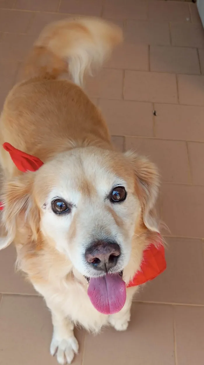 Cachorro ra a SRD-ViraLata idade 1 ano nome Valente 