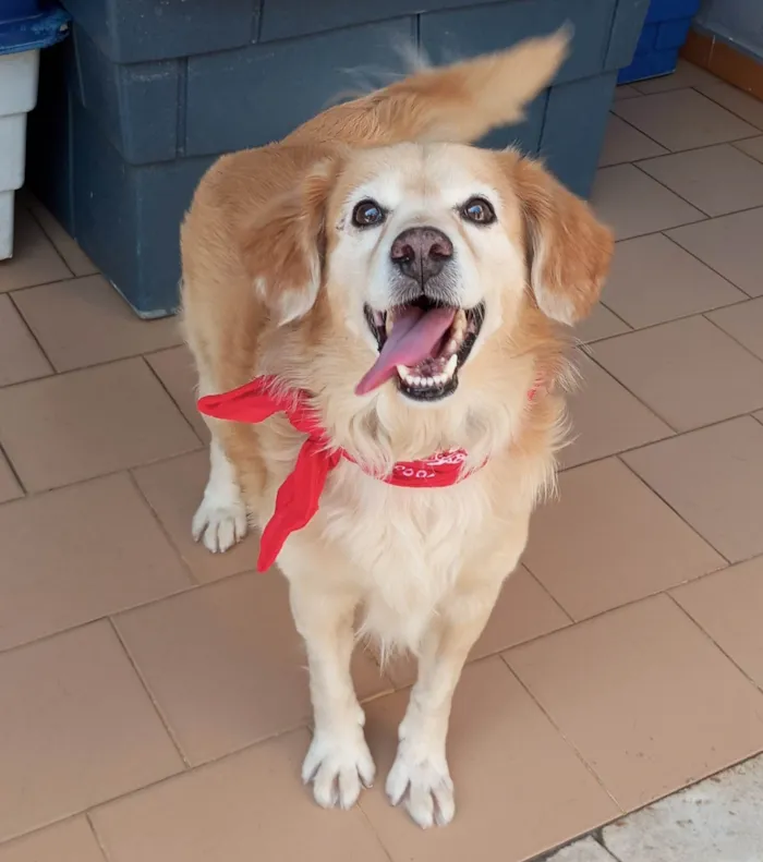 Cachorro ra a SRD-ViraLata idade 1 ano nome Valente 