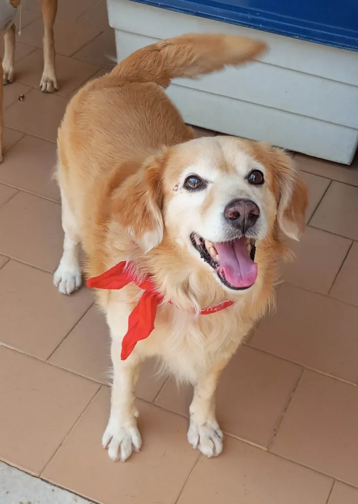 Cachorro ra a SRD-ViraLata idade 1 ano nome Valente 