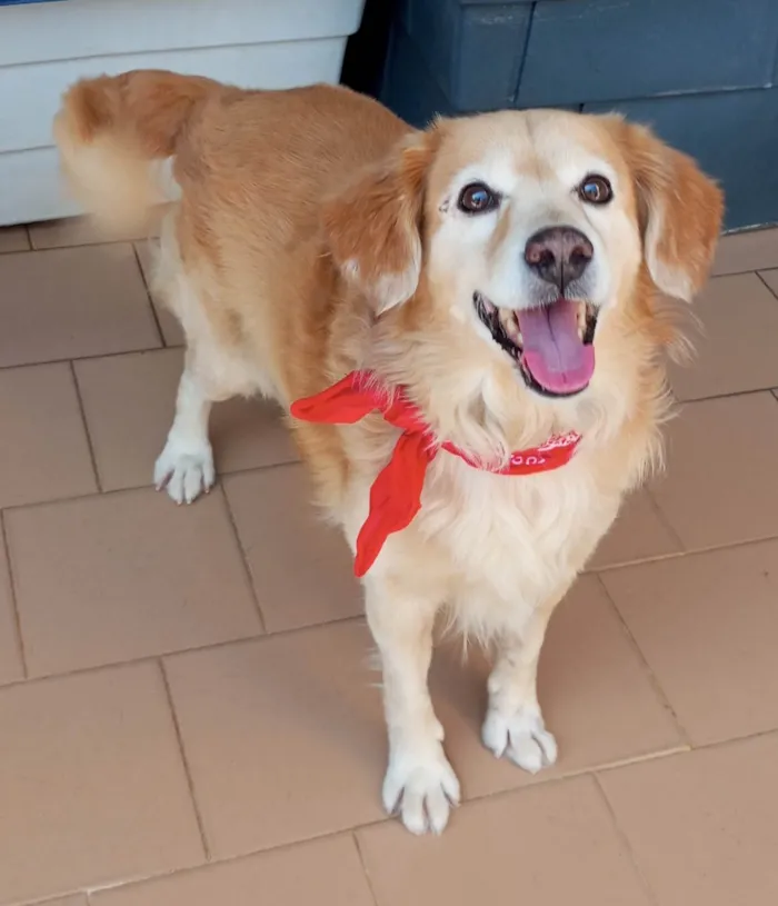 Cachorro ra a SRD-ViraLata idade 1 ano nome Valente 