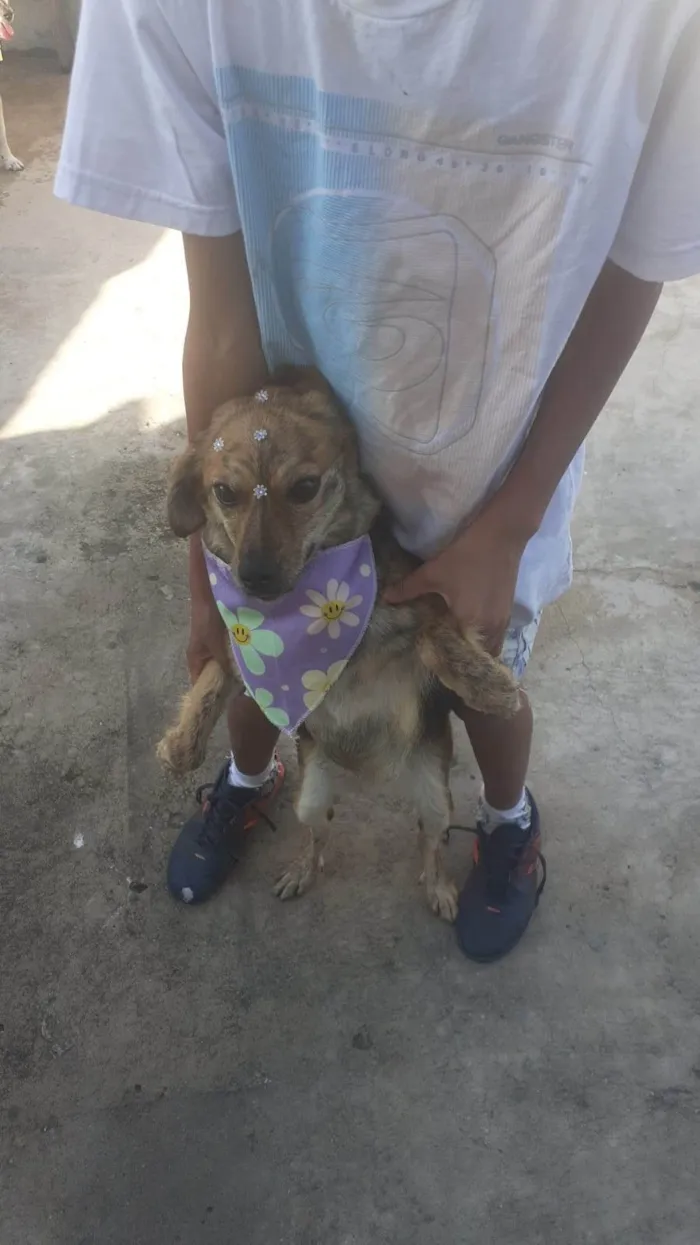 Cachorro ra a SRD-ViraLata idade 2 anos nome Neguinha