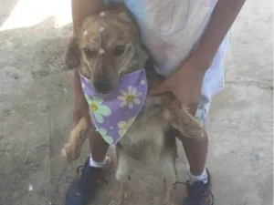 Cachorro raça SRD-ViraLata idade 2 anos nome Neguinha