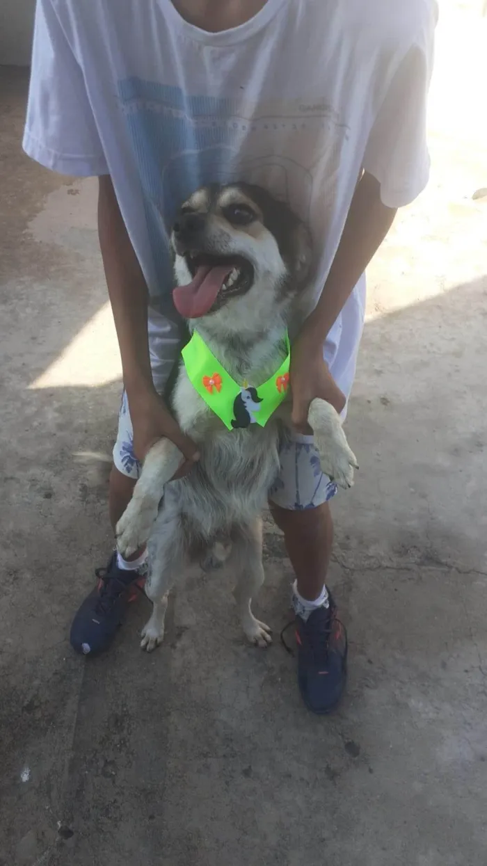 Cachorro ra a SRD-ViraLata idade 2 anos nome timão