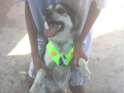 Cachorro raça SRD-ViraLata idade 2 anos nome timão