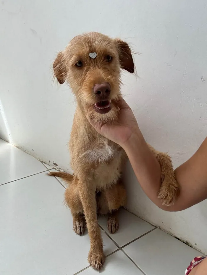 Cachorro ra a SRD-ViraLata idade 1 ano nome Lupita 