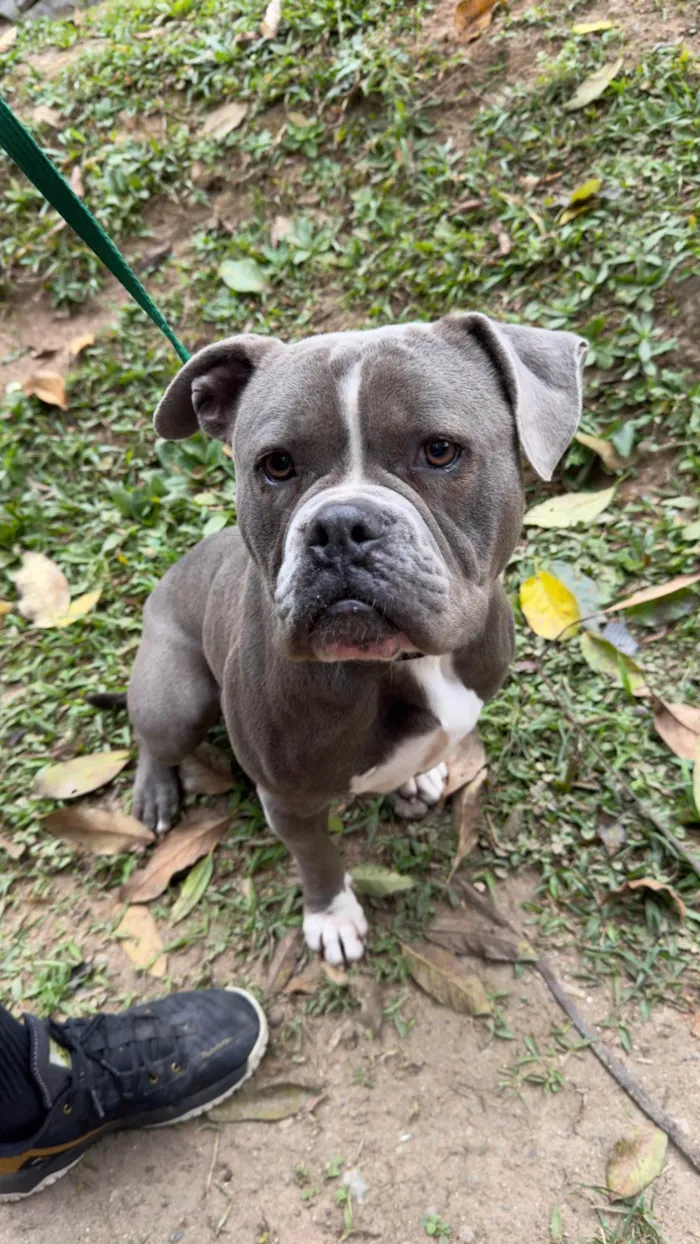 Cachorro ra a Pit-Bull idade 3 anos nome Hulk