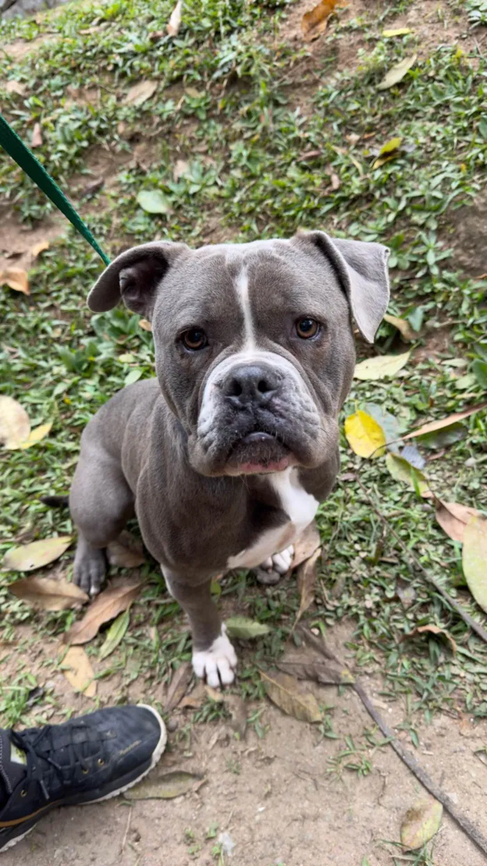 Cachorro ra a Pit-Bull idade 3 anos nome Hulk