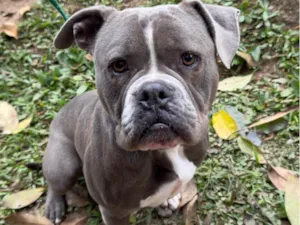 Cachorro raça Pit-Bull idade 3 anos nome Hulk