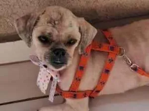 Cachorro raça Shitzu idade 2 anos nome Belinha