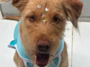 Cachorro raça SRD-ViraLata idade 1 ano nome Lupita 