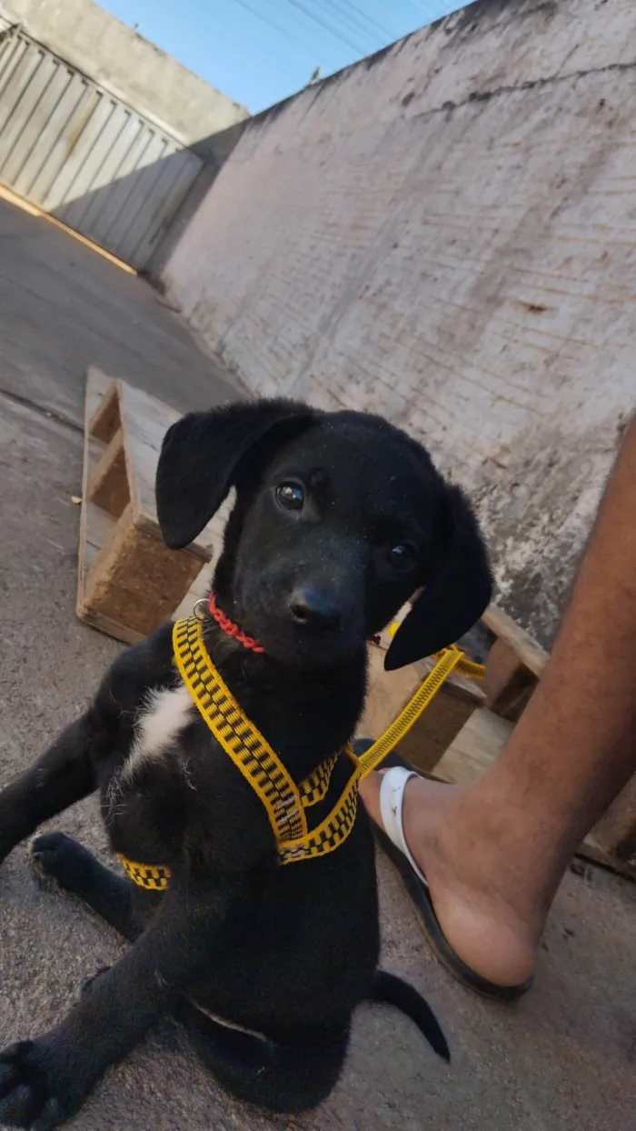 Cachorro ra a Labrador idade Abaixo de 2 meses nome Billy 