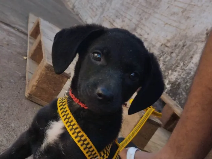 Cachorro ra a Labrador idade Abaixo de 2 meses nome Billy 