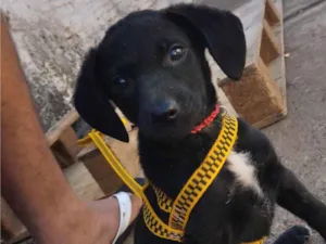 Cachorro raça Labrador idade Abaixo de 2 meses nome Billy 