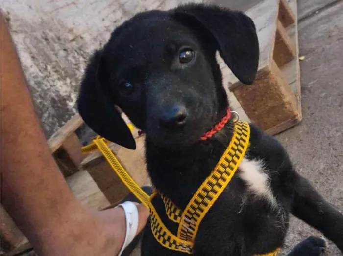 Cachorro ra a Labrador idade Abaixo de 2 meses nome Billy 