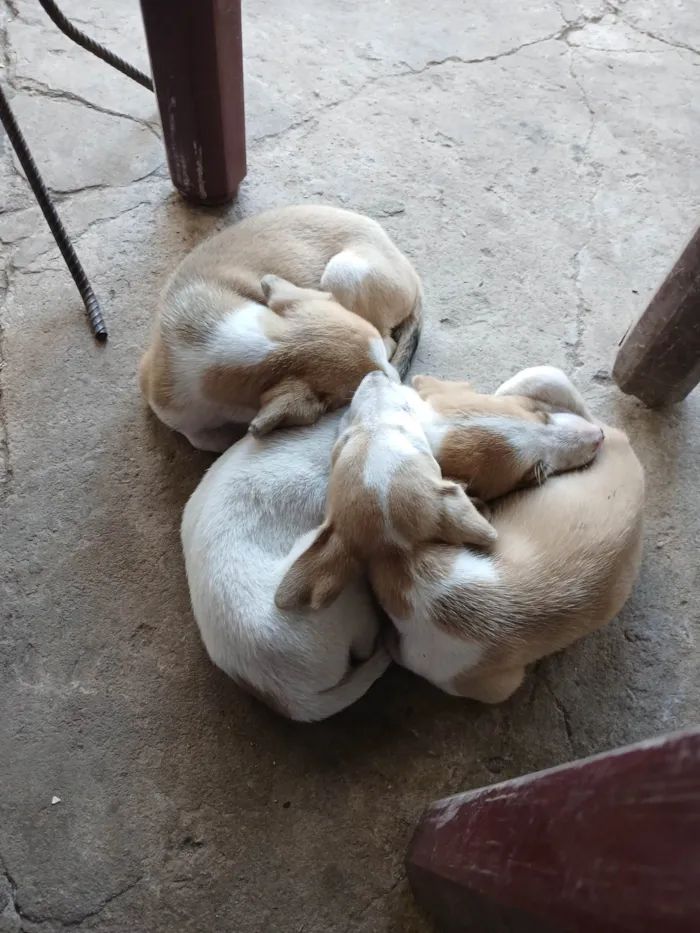 Cachorro ra a SRD-ViraLata idade Abaixo de 2 meses nome Bob, Marley e sindy