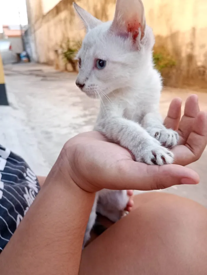 Gato ra a SRD-ViraLata idade 2 a 6 meses nome Soneca