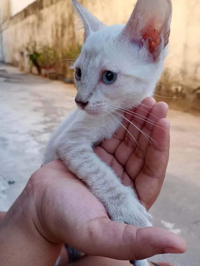 Gato ra a SRD-ViraLata idade 2 a 6 meses nome Soneca