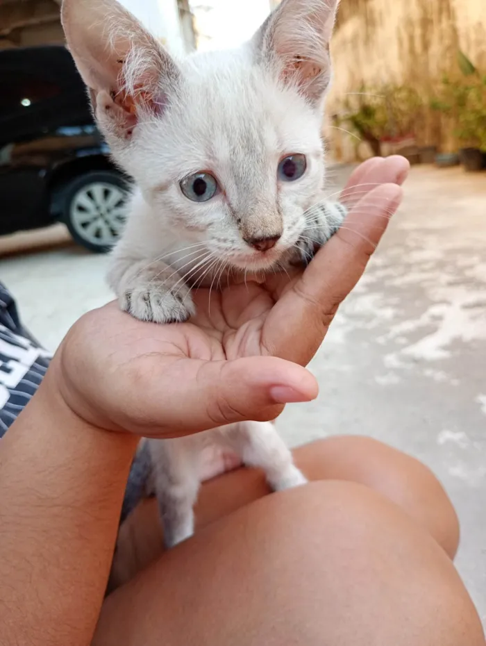 Gato ra a SRD-ViraLata idade 2 a 6 meses nome Coragem 