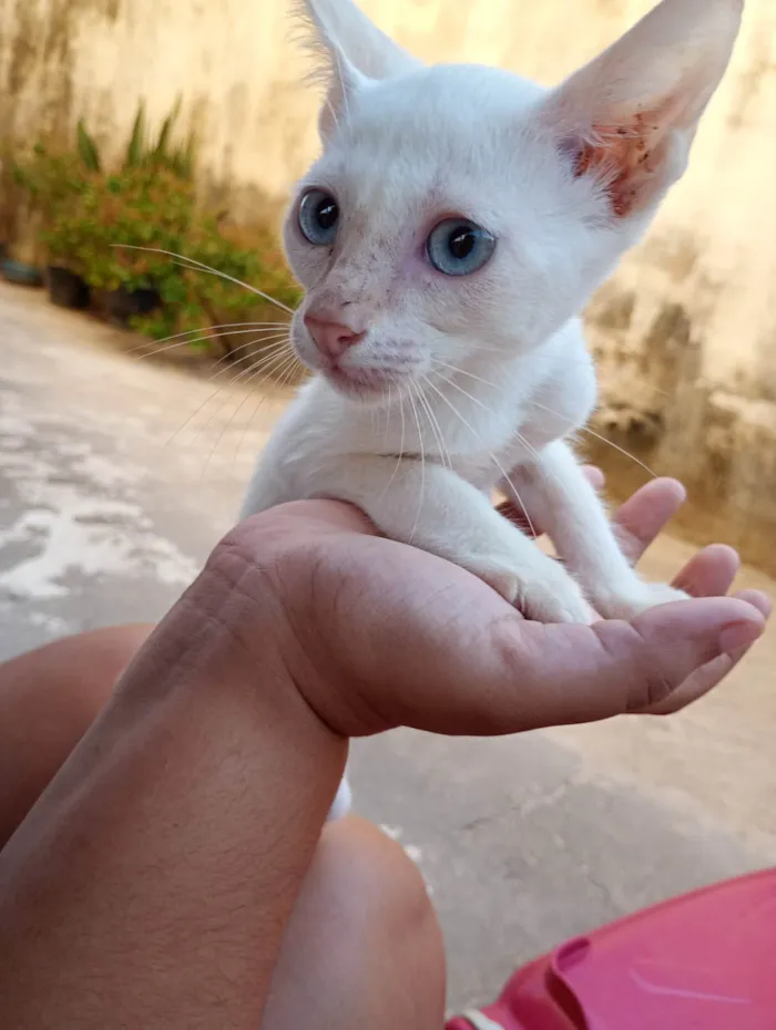 Gato ra a SRD-ViraLata idade 2 a 6 meses nome Dumbo