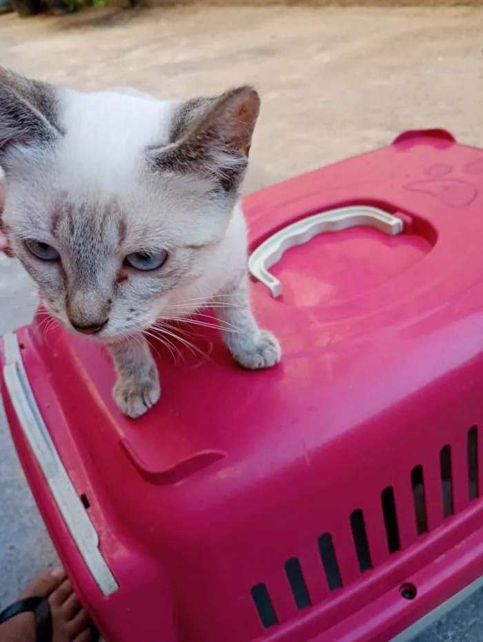 Gato ra a SRD-ViraLata idade 2 a 6 meses nome Meave