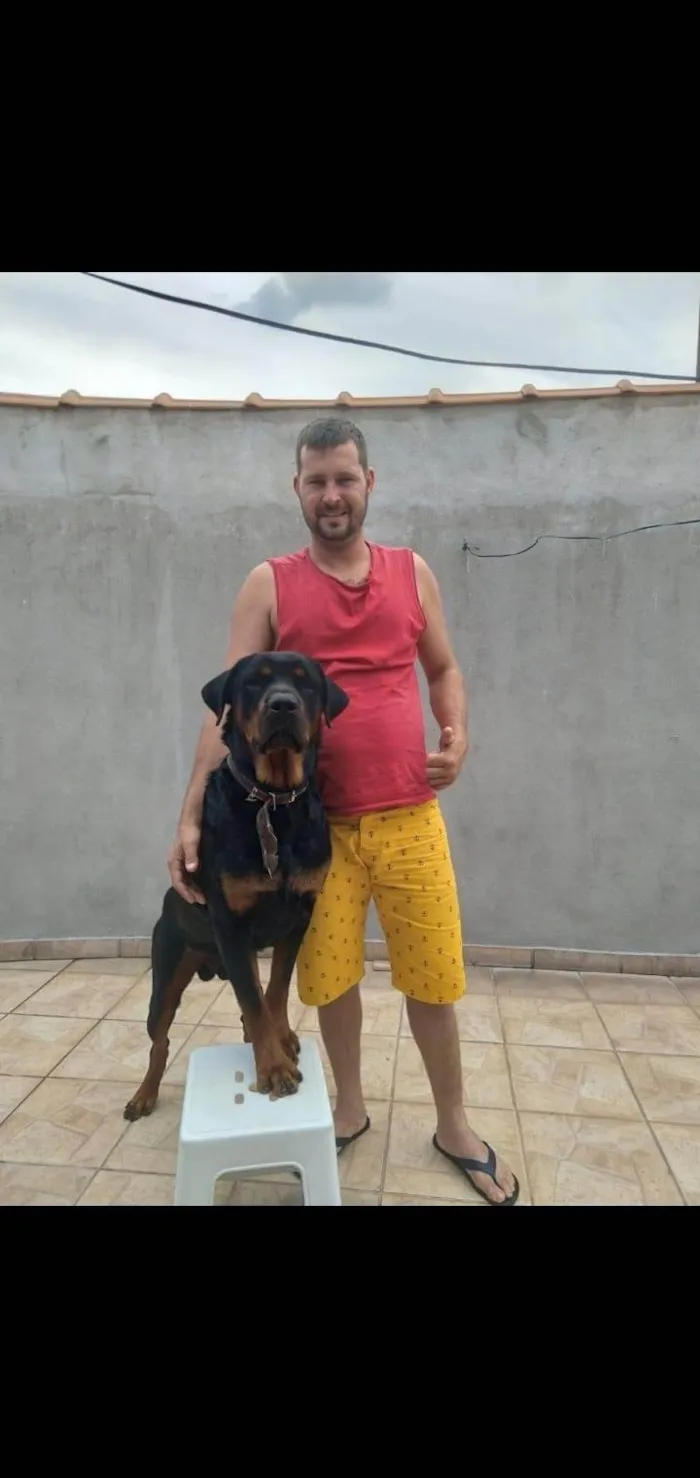 Cachorro ra a Rottweiler idade 4 anos nome Gaggio