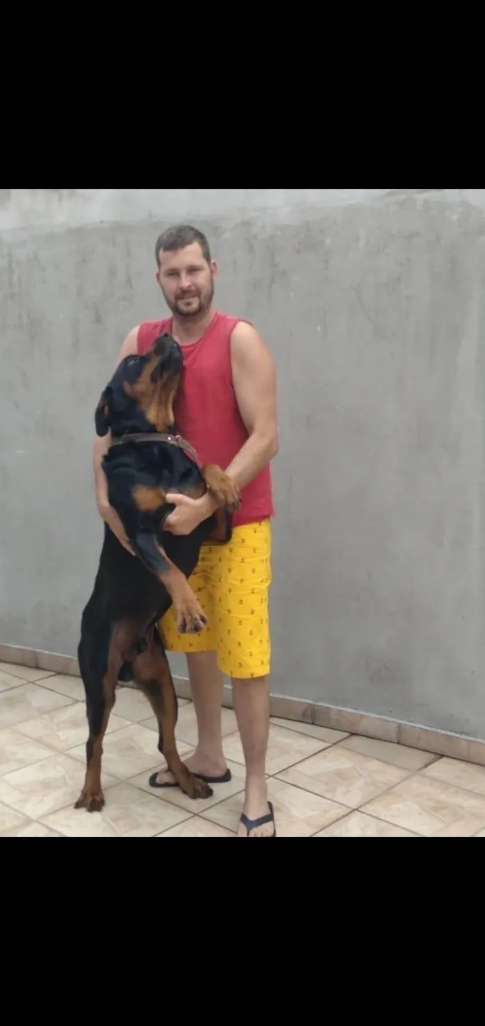 Cachorro ra a Rottweiler idade 4 anos nome Gaggio