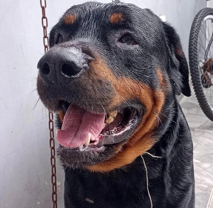 Cachorro ra a Rottweiler idade 4 anos nome Gaggio