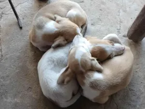 Cachorro raça SRD-ViraLata idade Abaixo de 2 meses nome Bob, Marley e sindy