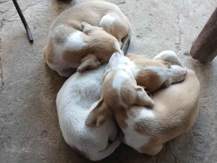 Cachorro ra a SRD-ViraLata idade Abaixo de 2 meses nome Bob, Marley e sindy