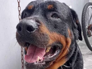 Cachorro raça Rottweiler idade 4 anos nome Gaggio