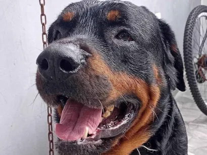 Cachorro raça Rottweiler idade 4 anos nome Gaggio