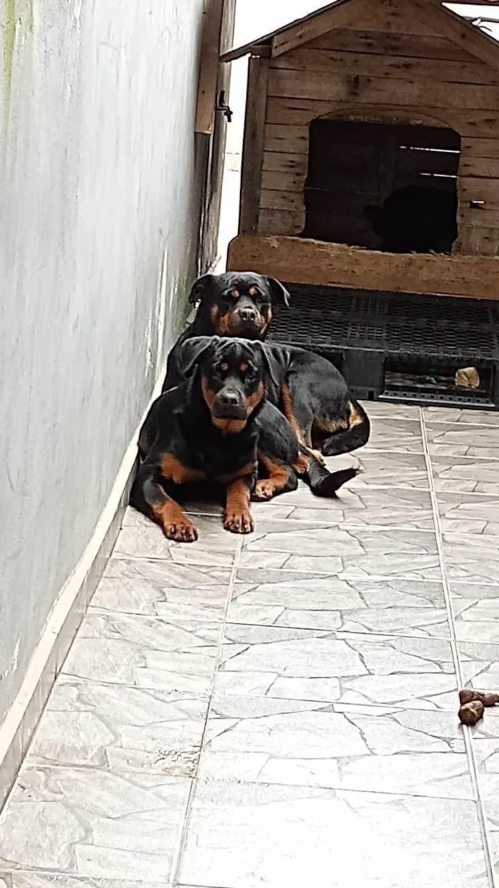 Cachorro ra a Rottweiler idade 3 anos nome Athena e Arthemys 