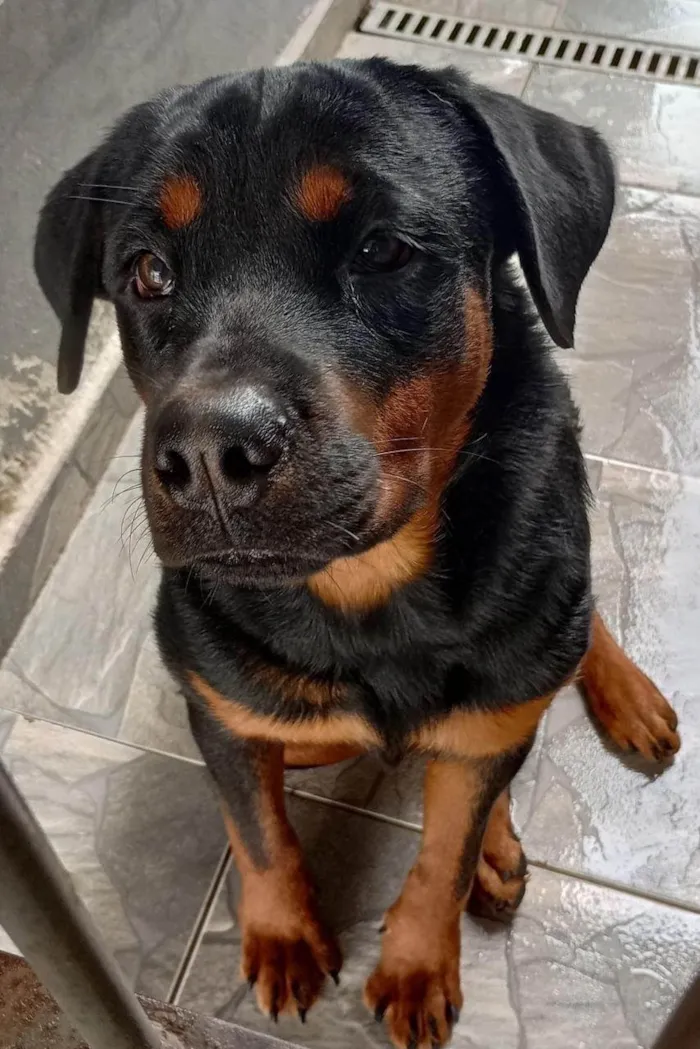 Cachorro ra a Rottweiler idade 3 anos nome Athena e Arthemys 