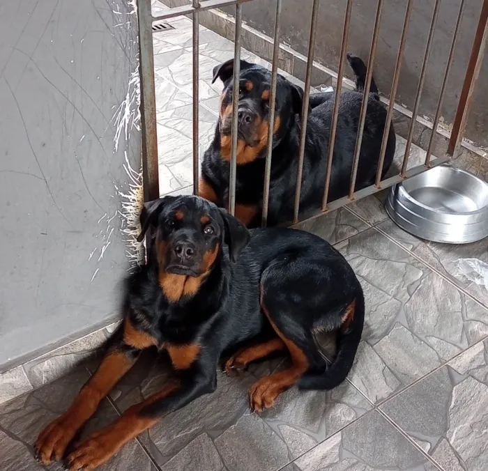 Cachorro ra a Rottweiler idade 3 anos nome Athena e Arthemys 