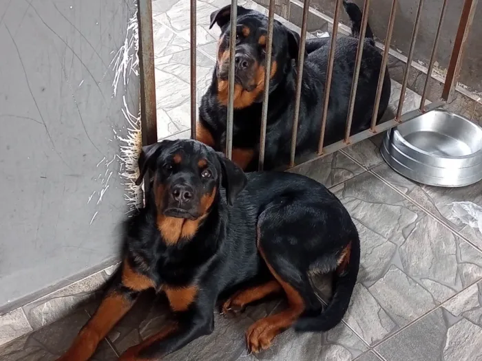 Cachorro ra a Rottweiler idade 3 anos nome Athena e Arthemys 