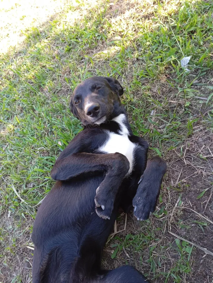 Cachorro ra a SRD-ViraLata idade 7 a 11 meses nome Lua 