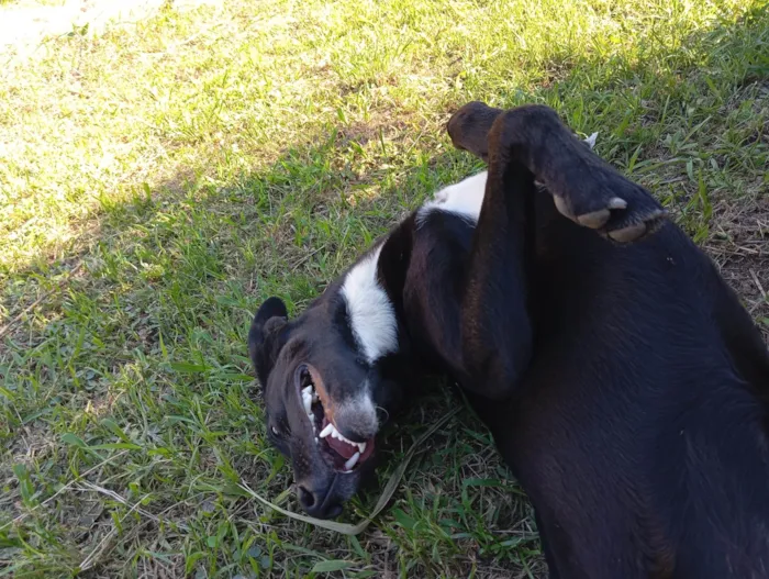 Cachorro ra a SRD-ViraLata idade 7 a 11 meses nome Lua 