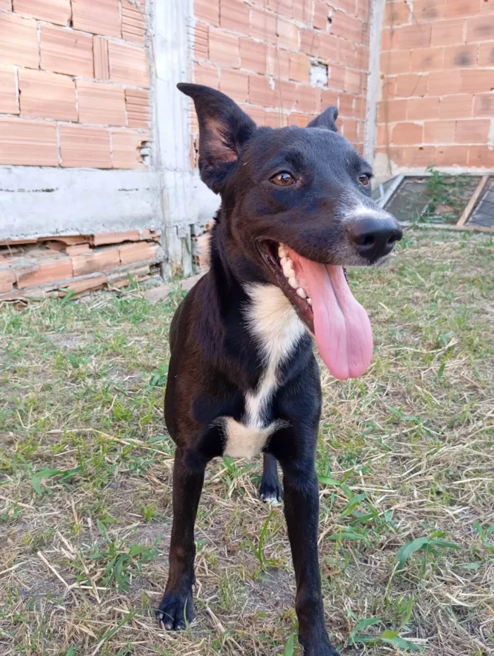 Cachorro ra a SRD-ViraLata idade 7 a 11 meses nome Lua 