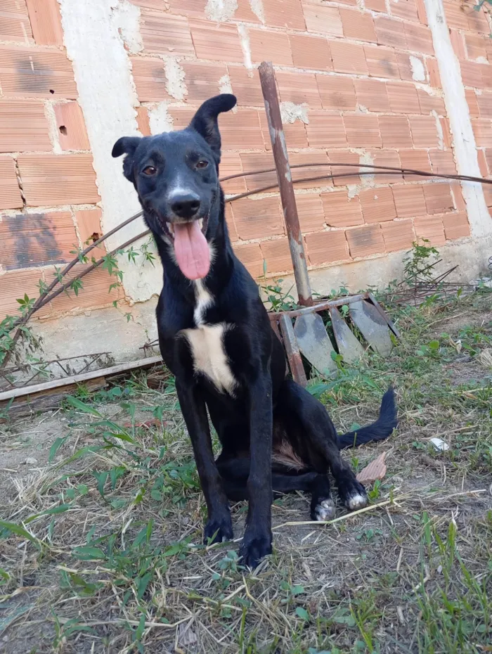 Cachorro ra a SRD-ViraLata idade 7 a 11 meses nome Lua 