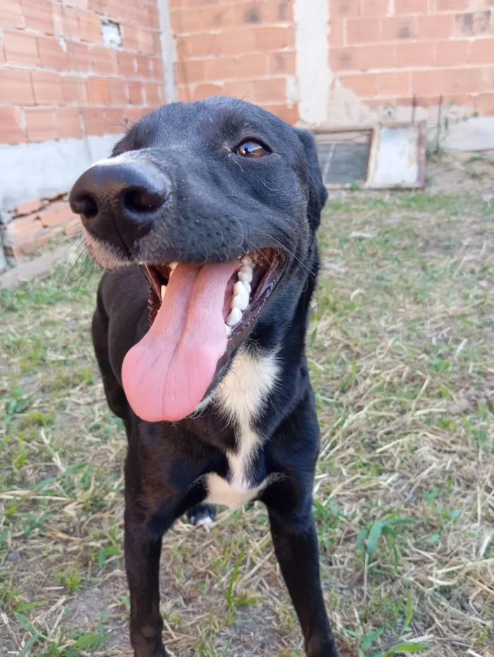 Cachorro ra a SRD-ViraLata idade 7 a 11 meses nome Lua 