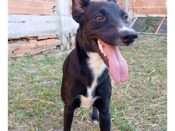 Cachorro ra a SRD-ViraLata idade 7 a 11 meses nome Lua 