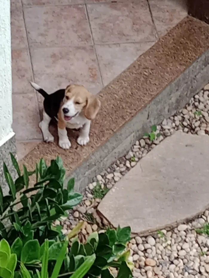 Cachorro ra a Beagle  idade 7 a 11 meses nome Zoe