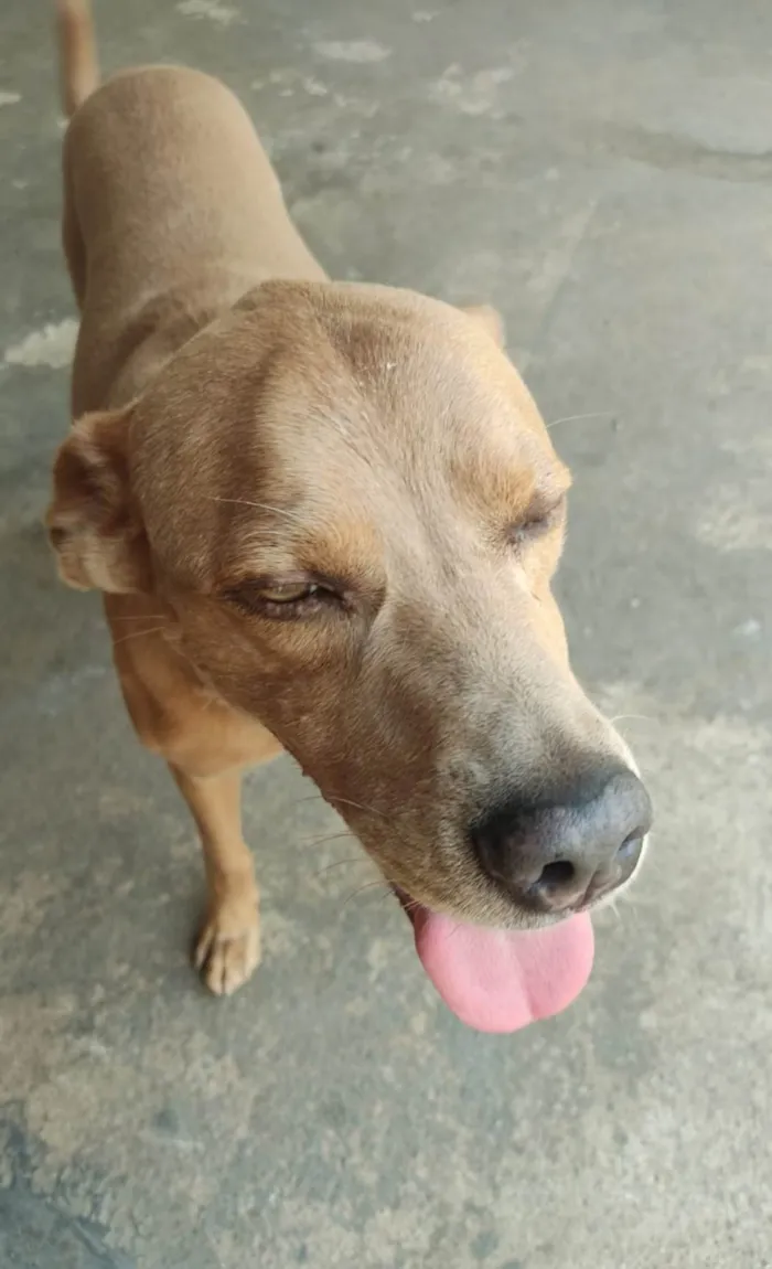 Cachorro ra a SRD-ViraLata idade 4 anos nome Shaillom Júnior 